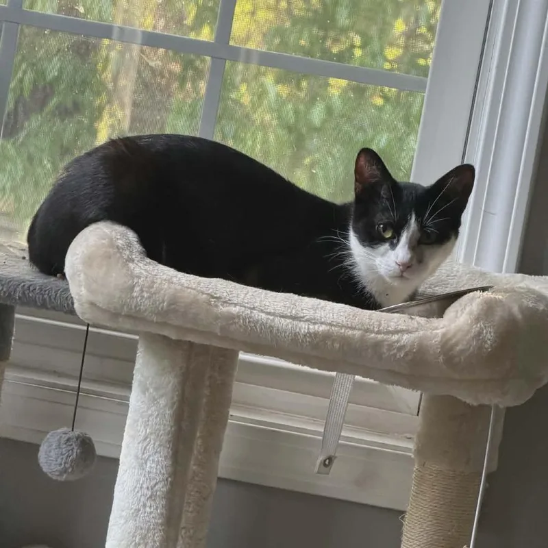 A young medium-sized female Black & White / Tuxedo Domestic Short Hair cat named Fiodora for adoption in Beulaville, NC