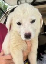 A baby small-sized female White / Cream Anatolian Shepherd dog named Diamond Gemstone for adoption in Waunakee, WI