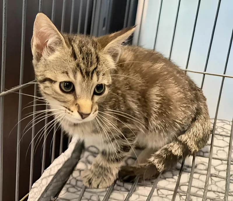 A baby medium-sized female Tabby (Brown / Chocolate) Domestic Short Hair cat named Sally for adoption in Nashville, TN