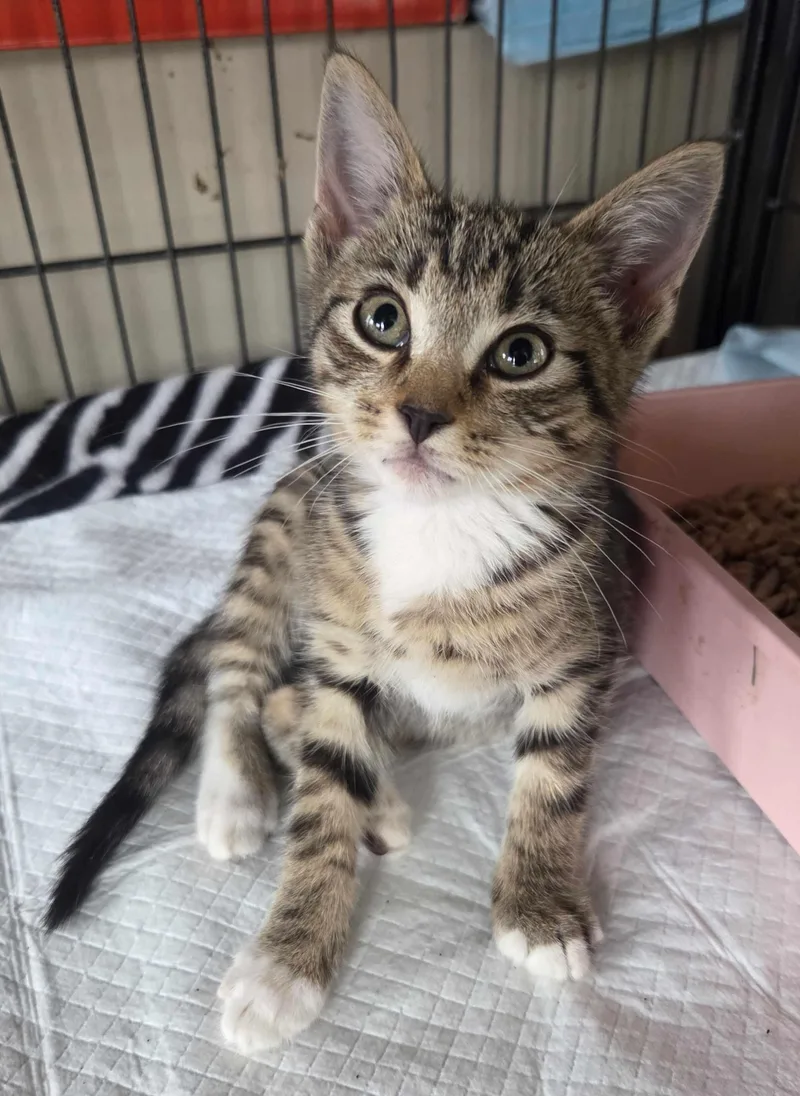 Lancelot thumbnail 3