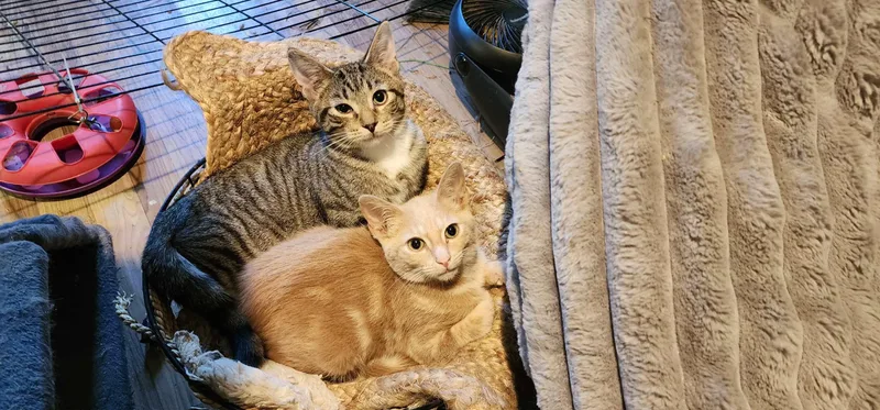 Lancelot thumbnail 5