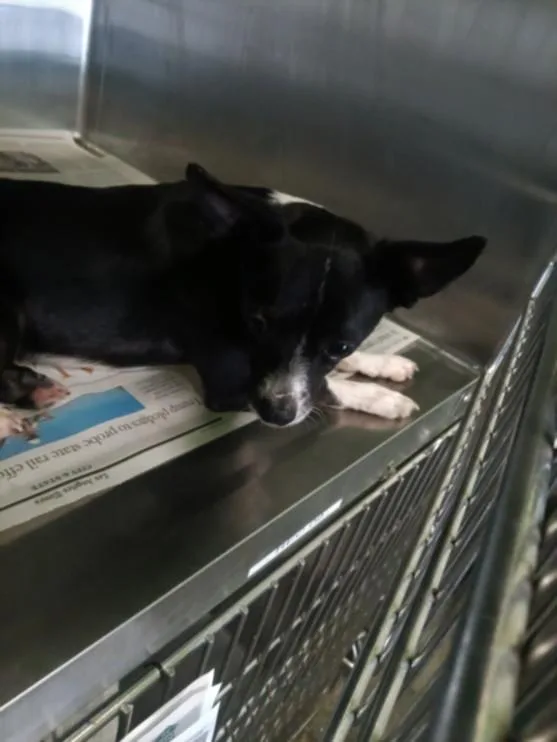 A young small-sized male Chihuahua dog named A for adoption in Los Angeles, CA