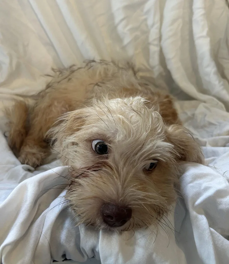 A baby small-sized male Lhasa Apso dog named Biscotti for adoption in Pipe Creek, TX