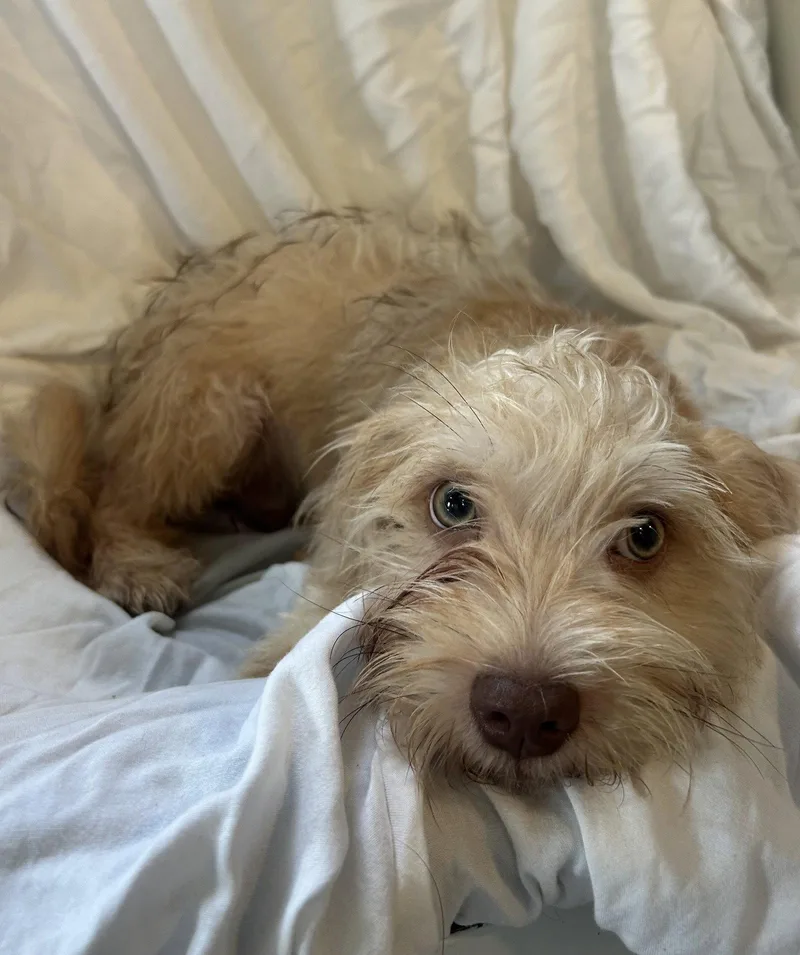 Biscotti thumbnail 2