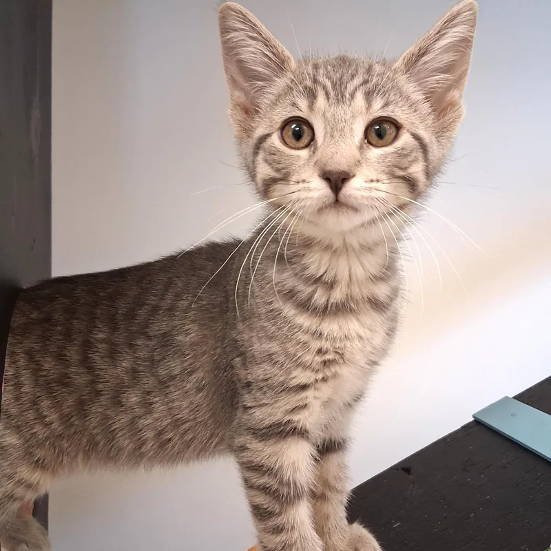 A young small-sized female Tabby (Gray / Blue / Silver) Domestic Short Hair cat named Heather for adoption in Belmont, NY