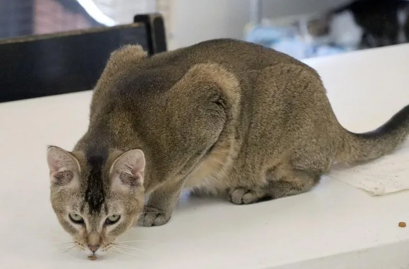 An adult small-sized male Tabby (Buff / Tan / Fawn) Domestic Short Hair cat named Barret for adoption in House Springs, MO