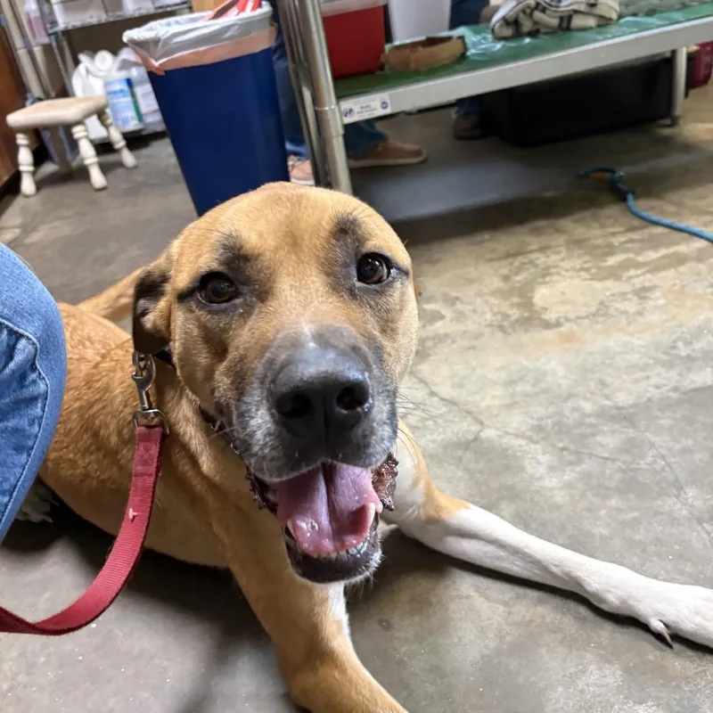 An adult large-sized male Brown / Chocolate Anatolian Shepherd dog named Tank for adoption in Columbus, NC
