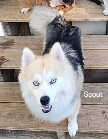 A baby medium-sized male Husky dog named Scout for adoption in Woodbridge, VA