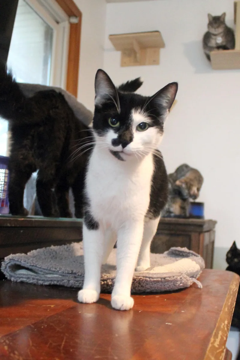 A young medium-sized female Black & White / Tuxedo Domestic Short Hair cat named Rosie for adoption in Guthrie, OK