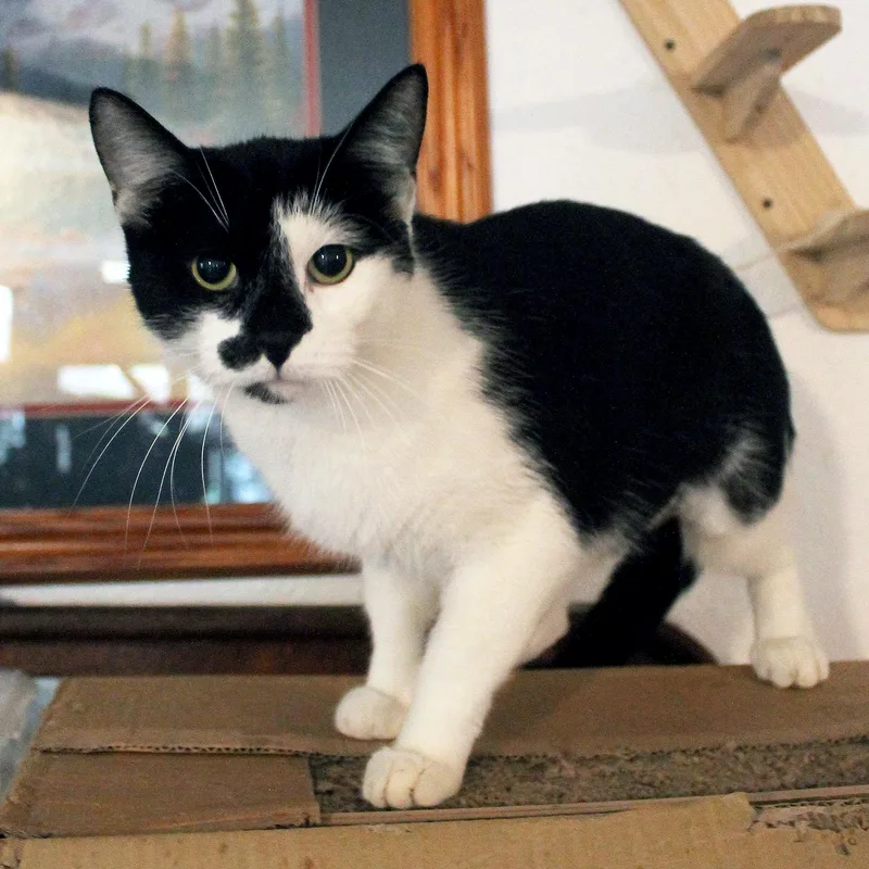 Rosie thumbnail 3