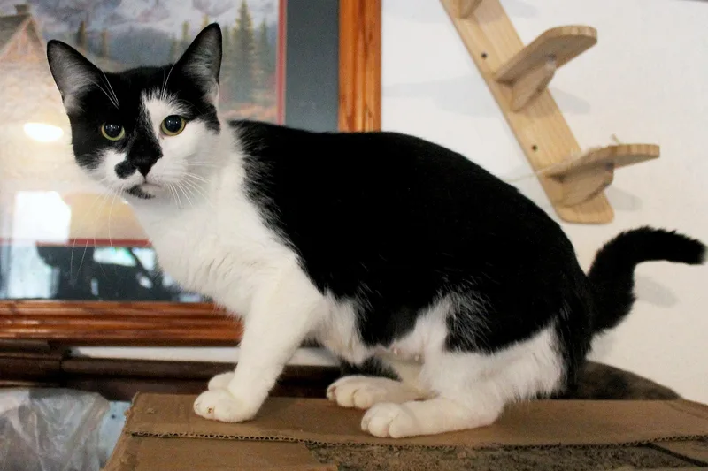Rosie thumbnail 5