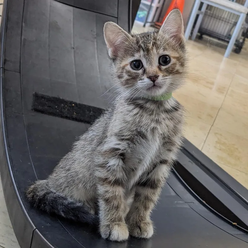 A baby small-sized female Brown / Chocolate Domestic Short Hair cat named Whinne Pl for adoption in Union, MO