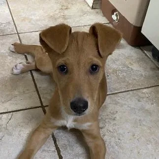 A baby small-sized male Yellow / Tan / Blond / Fawn Shepherd dog named Bucees for adoption in Austin, TX