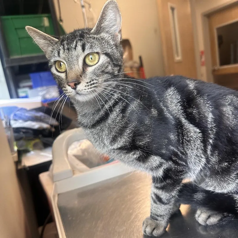 A young medium-sized female Brown / Chocolate Domestic Short Hair cat named Vivian for adoption in Columbia Station, OH