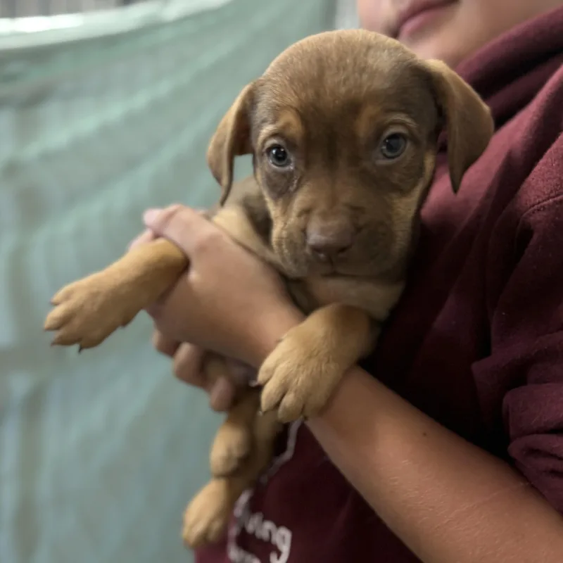 Kookaburra thumbnail 2