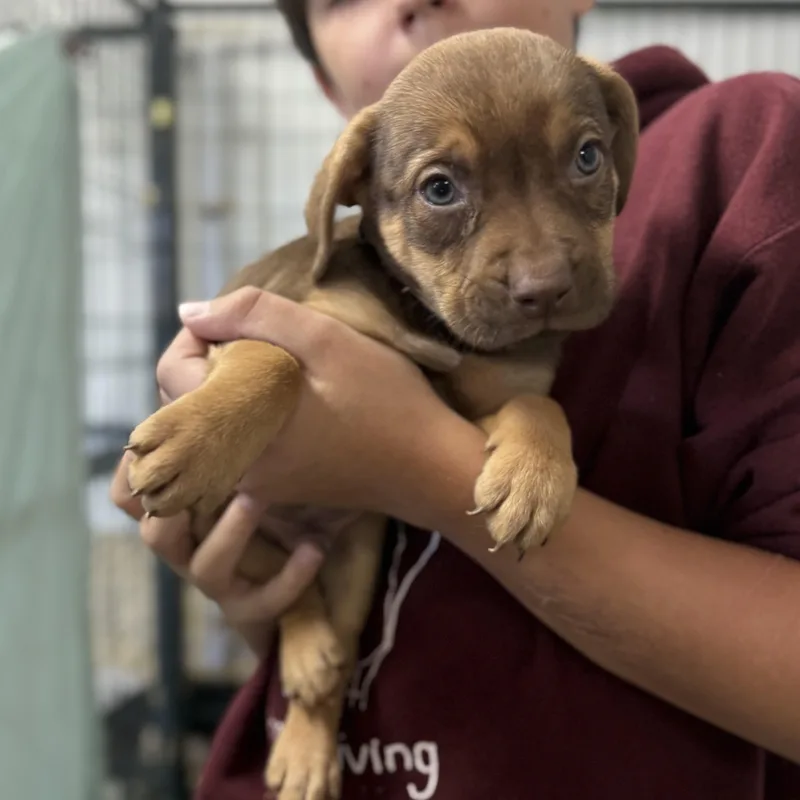 Kookaburra thumbnail 3