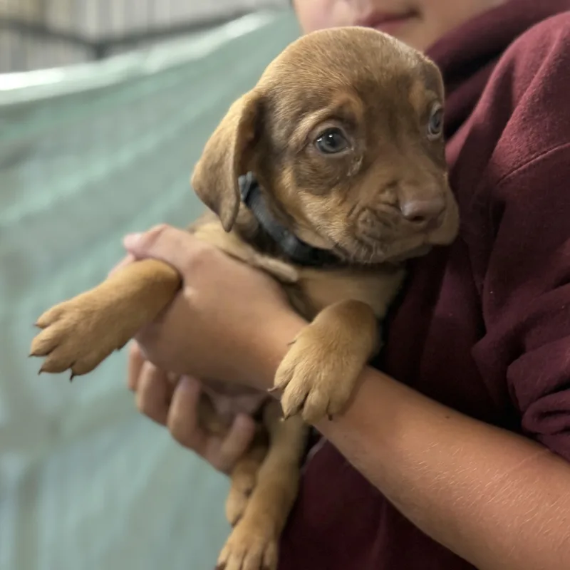 Kookaburra thumbnail 4