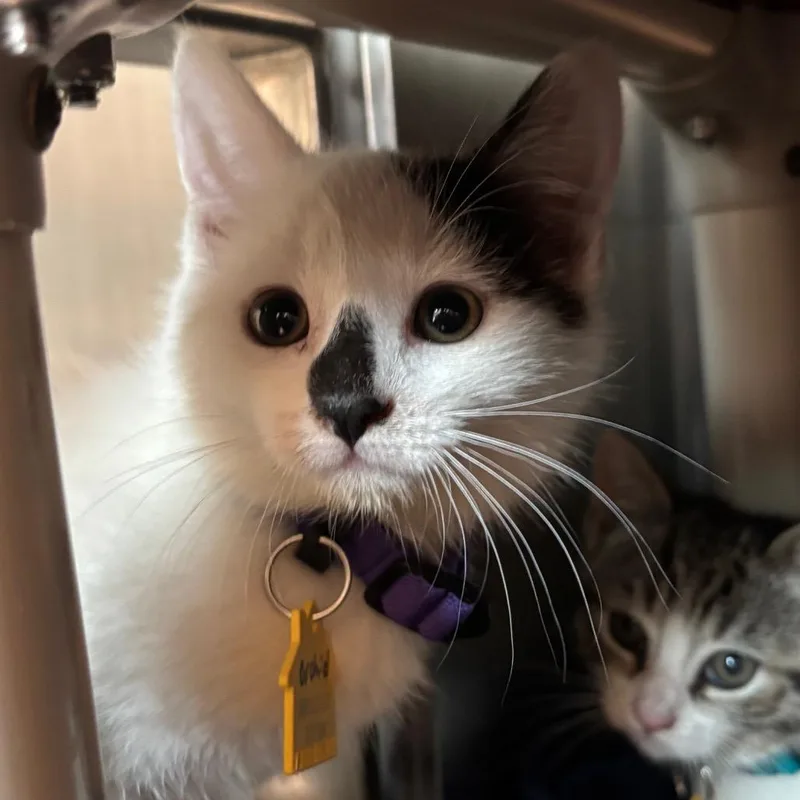 A baby small-sized male White Domestic Short Hair cat named Orchid for adoption in Springfield, MA