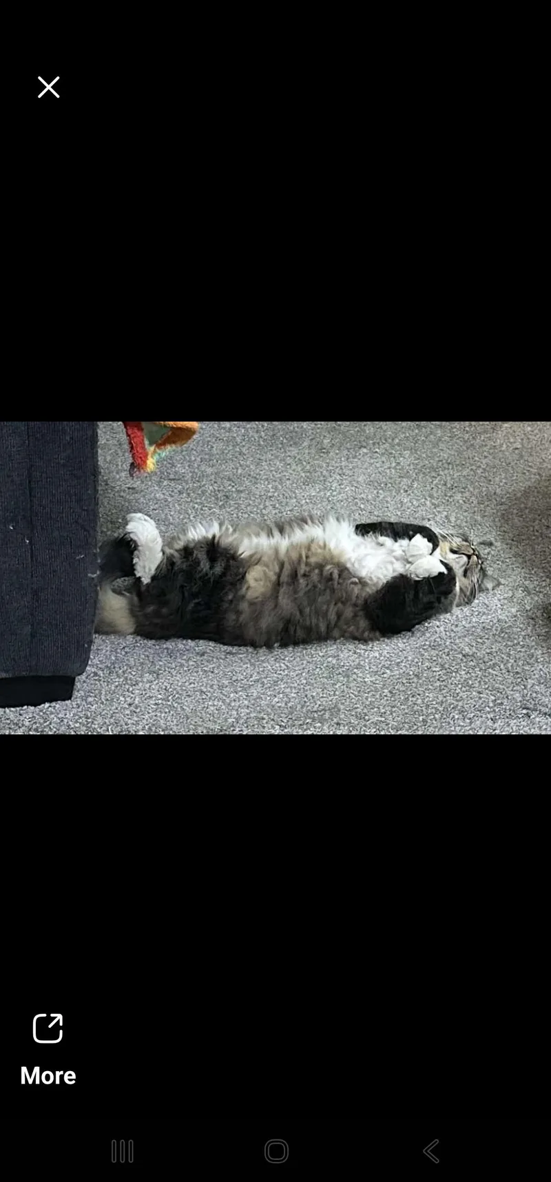 An adult large-sized male Domestic Long Hair cat named Fabian for adoption in Logan, OH