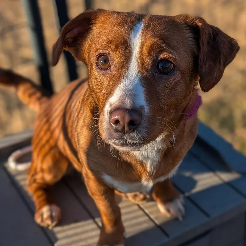 An adult small-sized female Yellow / Tan / Blond / Fawn Beagle dog named Izzy for adoption in Waynesboro, PA