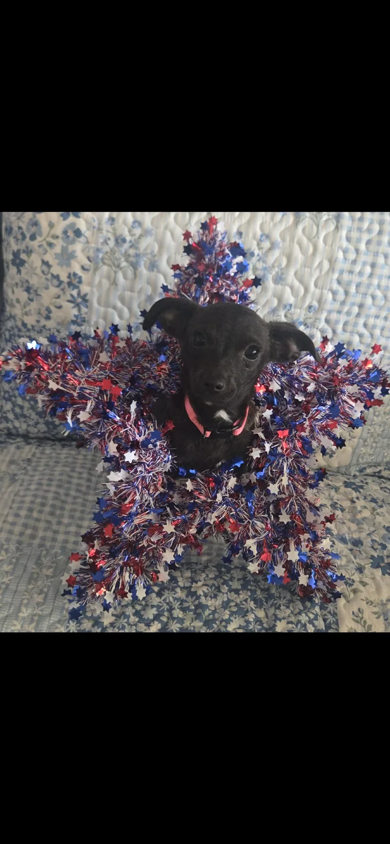 A baby small-sized female Black Chihuahua dog named Maisey for adoption in Hamden, CT