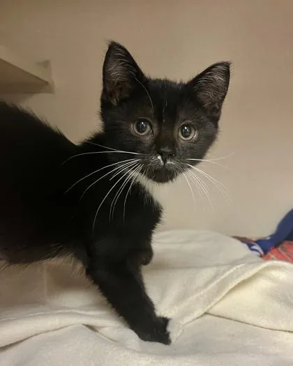 A young small-sized female Domestic Short Hair cat named Gwen for adoption in Quakertown, PA
