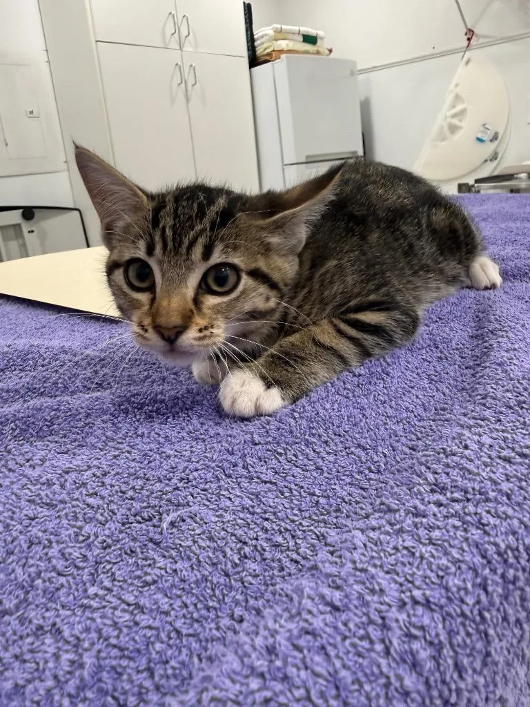 A baby small-sized female Domestic Short Hair cat named Maria for adoption in Brookings, OR