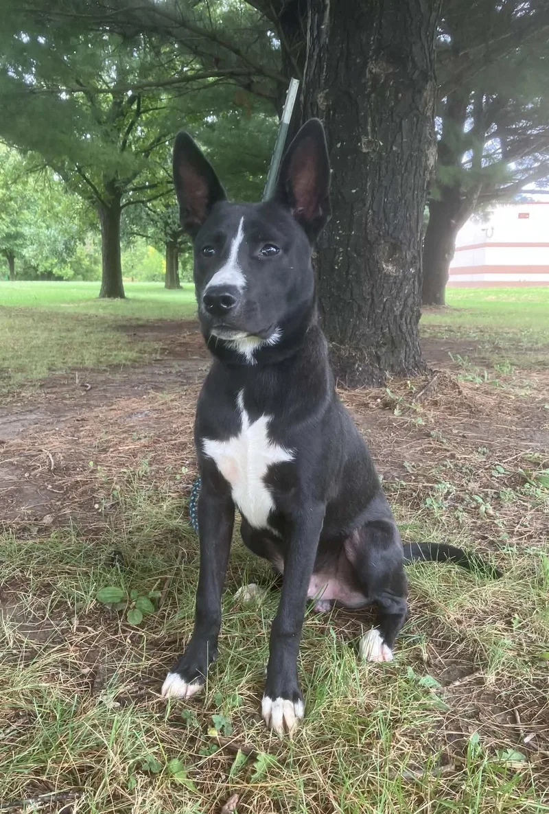Loki