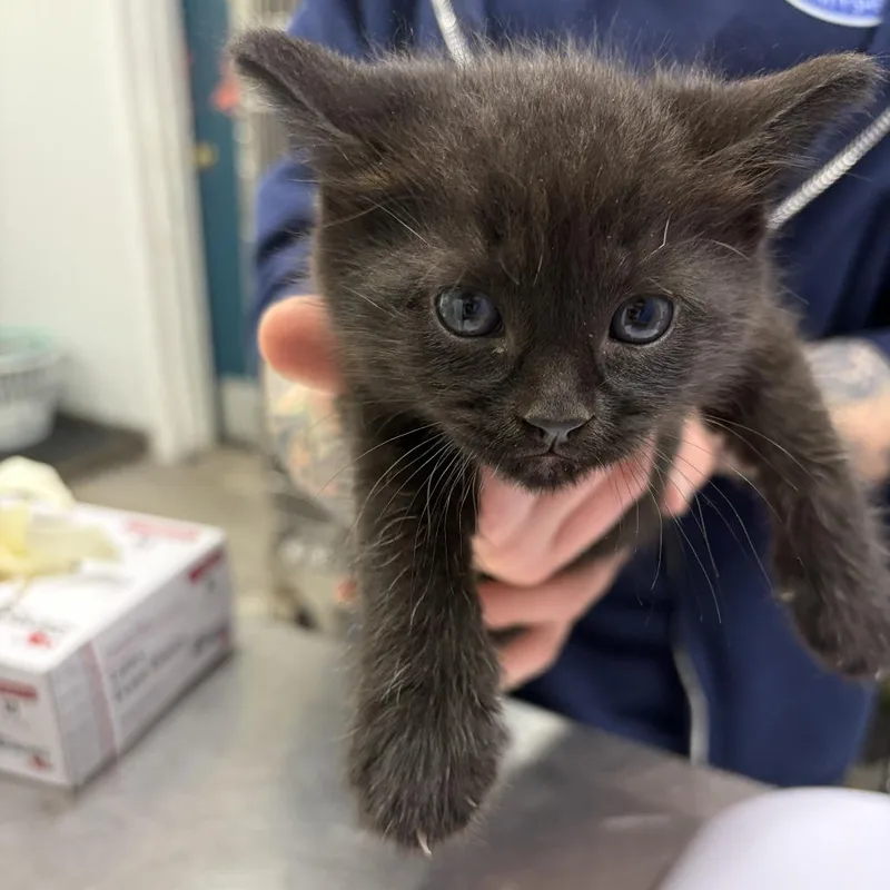 A baby small-sized male Black Domestic Short Hair cat named Simic for adoption in Newark, NJ