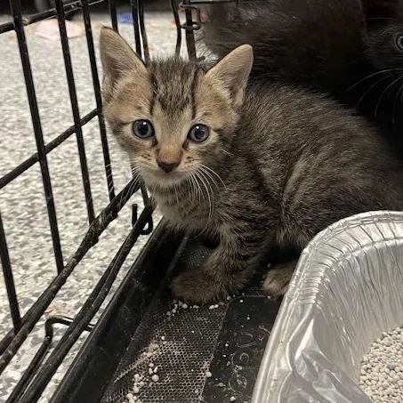 A baby small-sized male Domestic Short Hair cat named Chip for adoption in Port Charlotte, FL