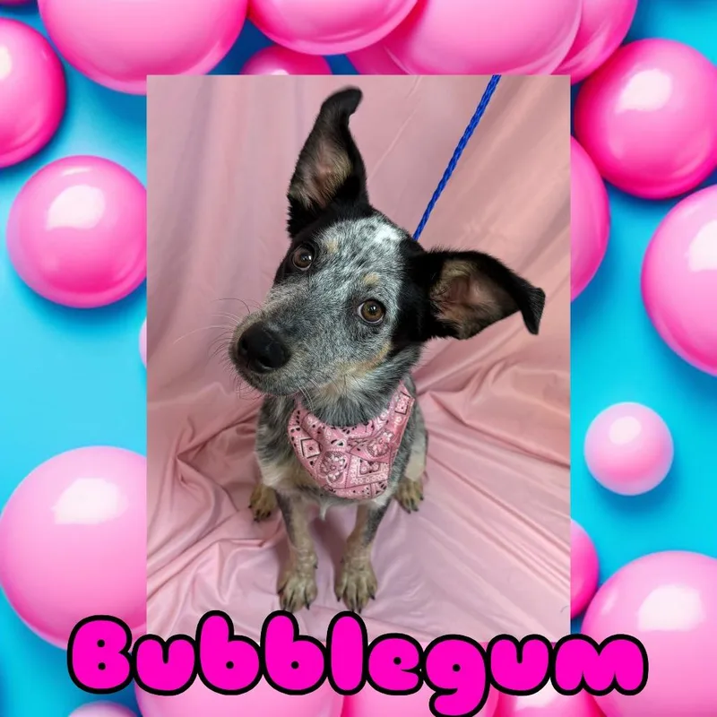 A young small-sized female Black Border Collie dog named Bubblegum for adoption in Royse City, TX