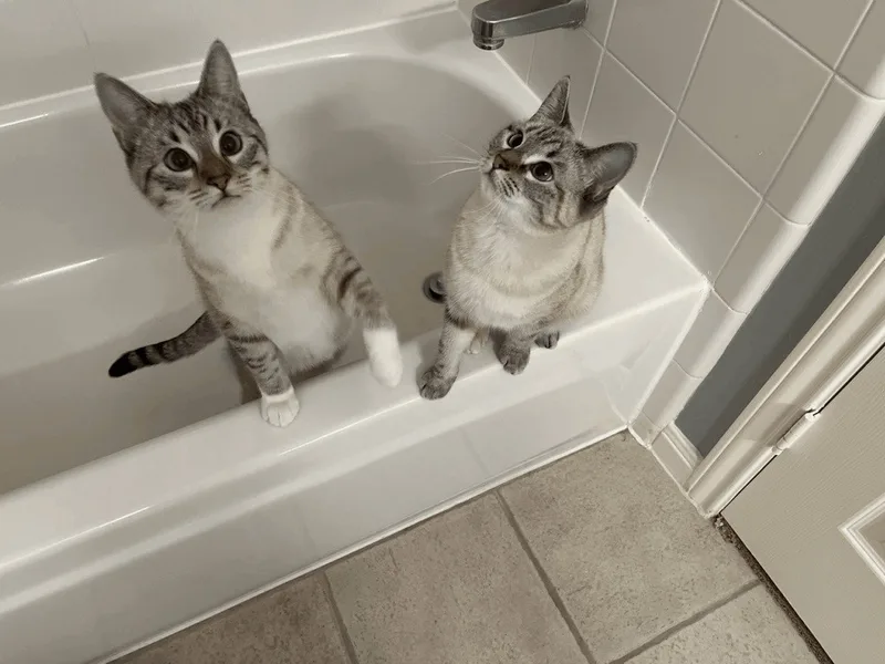 Scooby & Sophie & thumbnail 2