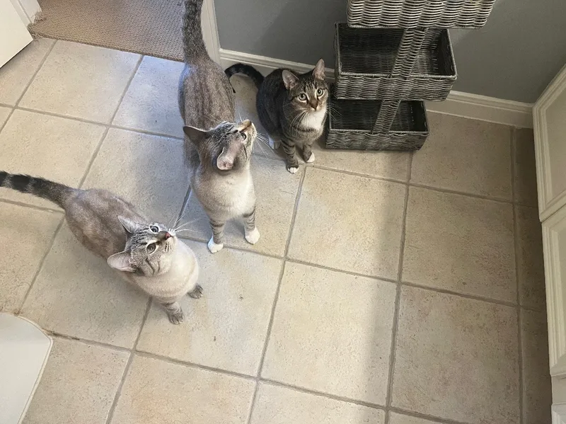 Scooby & Sophie & thumbnail 4