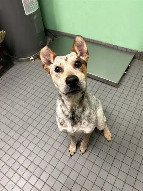An adult medium-sized female Australian Cattle Dog / Blue Heeler dog named Aspen for adoption in Killeen, TX