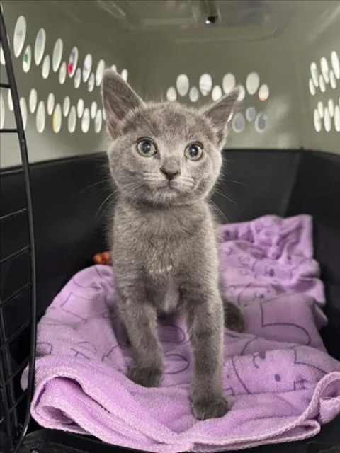 A baby small-sized female Gray / Blue / Silver Domestic Short Hair cat named Bits for adoption in Woodland, CA
