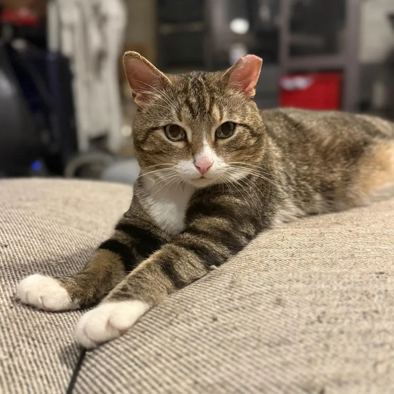 An adult large-sized male Brown / Chocolate Domestic Short Hair cat named Pickles for adoption in Jarrettsville, MD