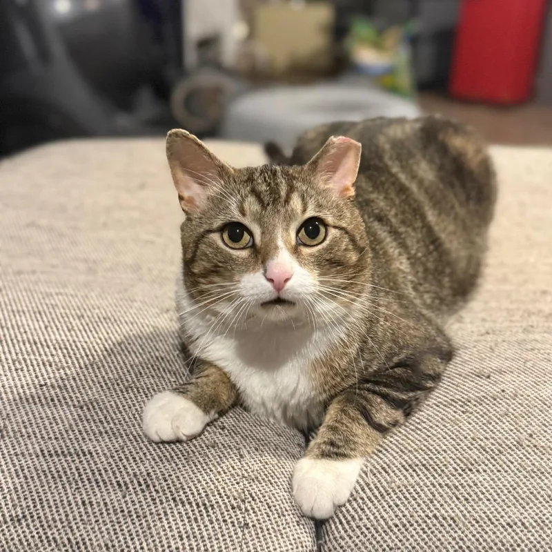 Pickles thumbnail 3