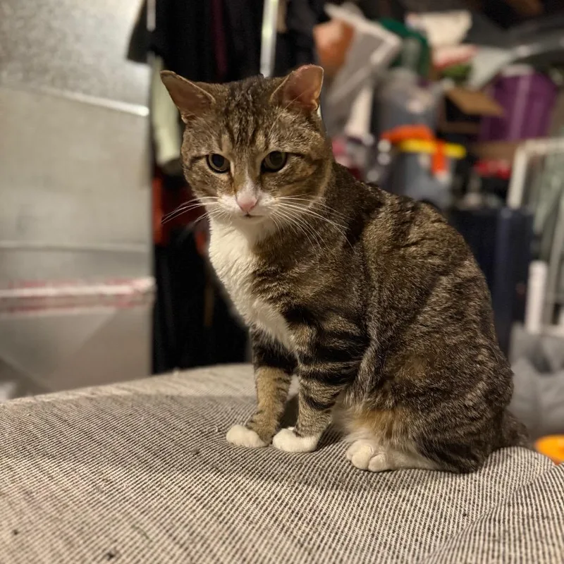 Pickles thumbnail 6