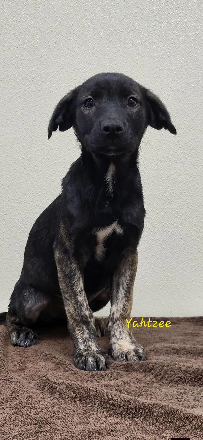 A baby medium-sized female Black Mixed Breed dog named Yahtzee for adoption in Marion, MS