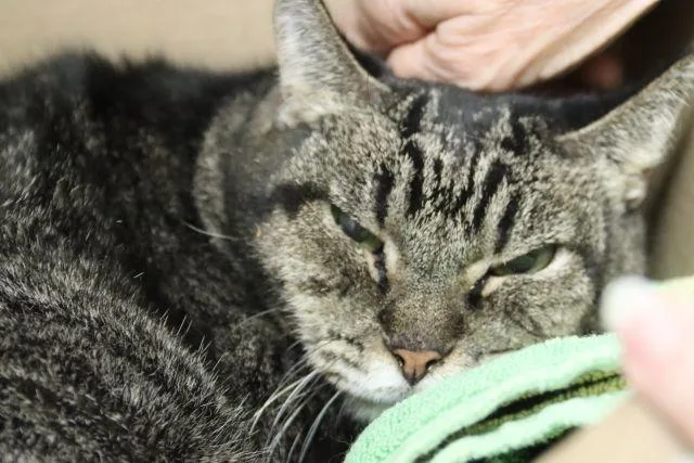 A senior small-sized female Domestic Short Hair cat named Betty for adoption in Tucson, AZ