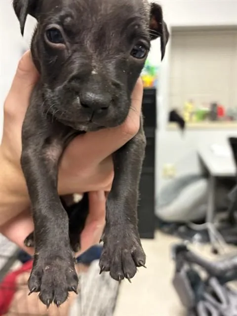 Lamb