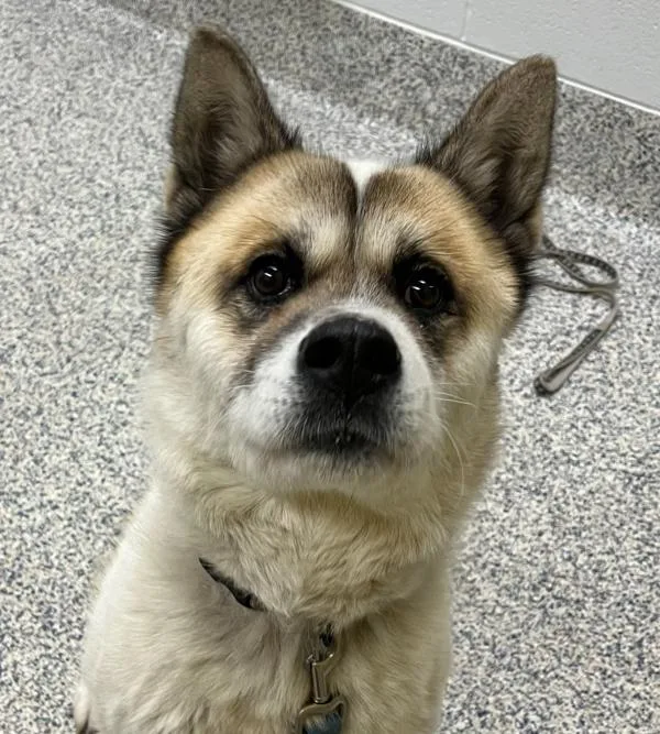 An adult medium-sized female Akita dog named Kimako for adoption in Golden, CO
