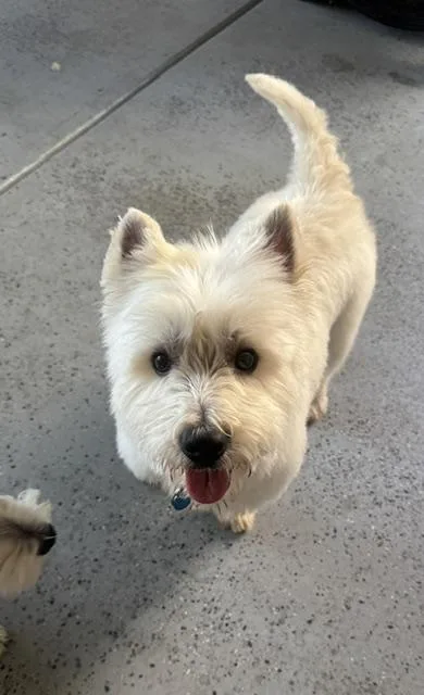 An adult small-sized male West Highland White Terrier / Westie dog named Louis for adoption in Huntington Beach, CA