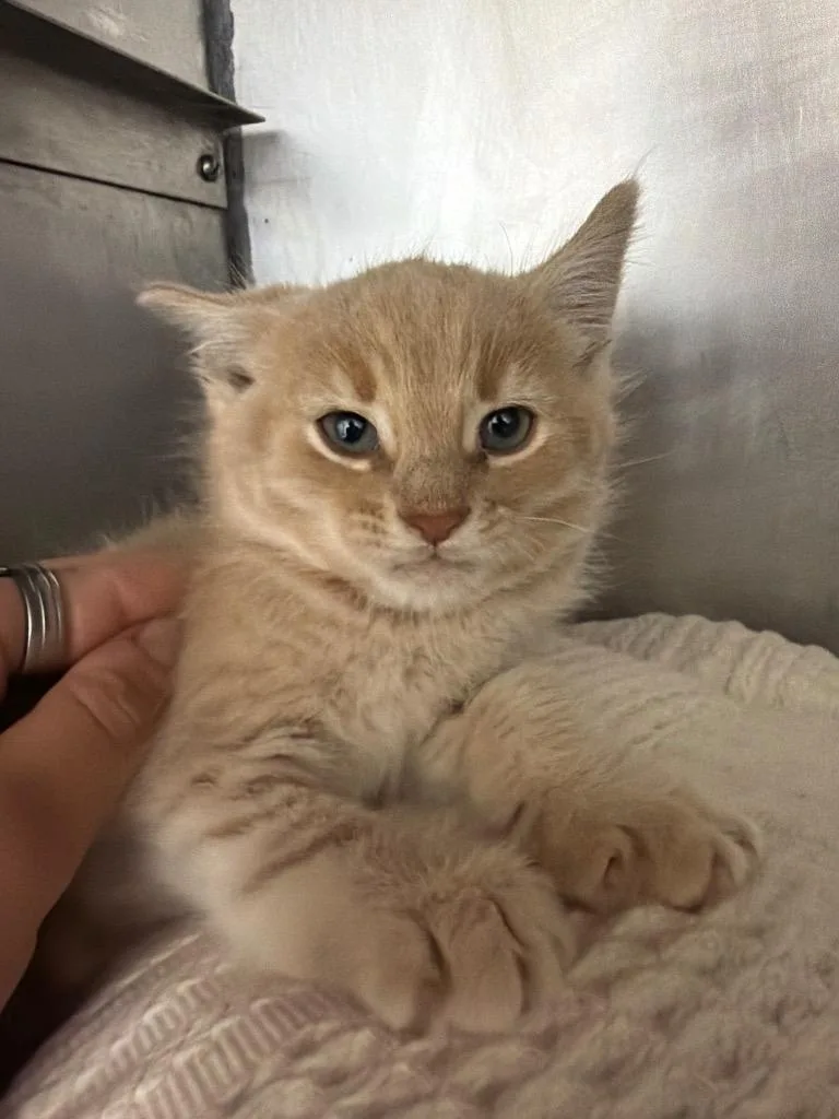 A baby medium-sized male Domestic Short Hair cat named Tumbleweed for adoption in Pomona, NY