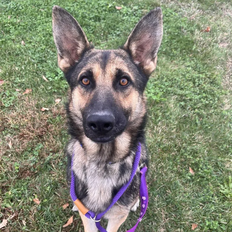 An adult medium-sized male German Shepherd Dog dog named Sebastian for adoption in Matteson, IL
