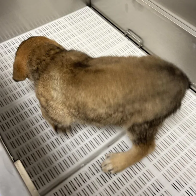 Coraline thumbnail 2