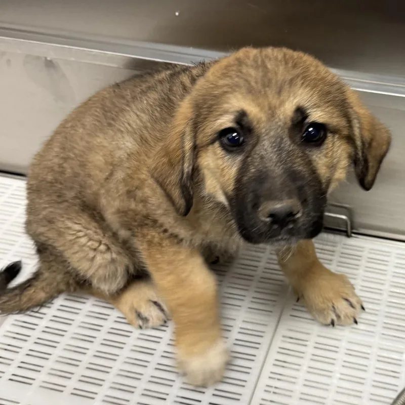 Coraline thumbnail 3