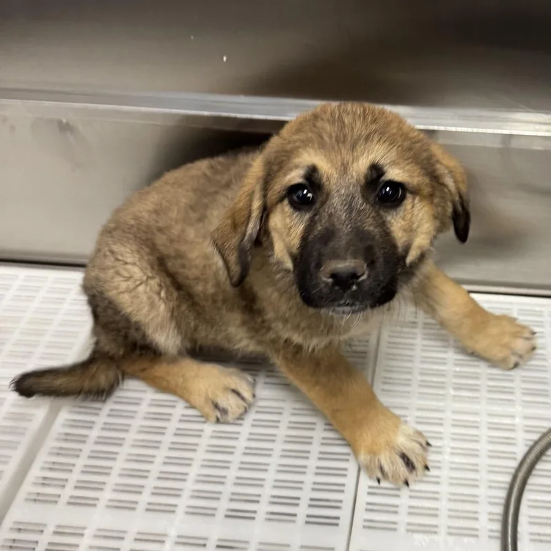 Coraline thumbnail 4