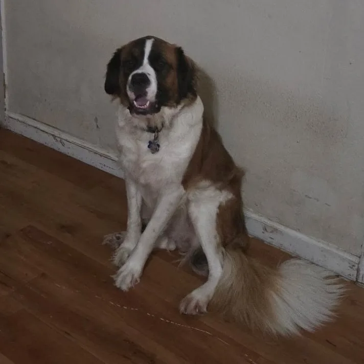 An adult extra large-sized female Saint Bernard dog named Tori for adoption in Magnolia, TX