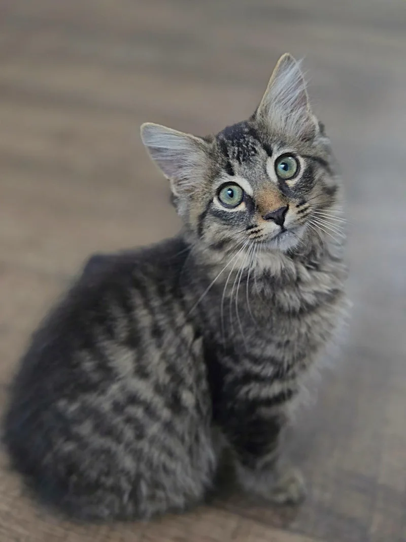 A young medium-sized male Domestic Medium Hair cat named Pea Pod for adoption in Chatsworth, GA
